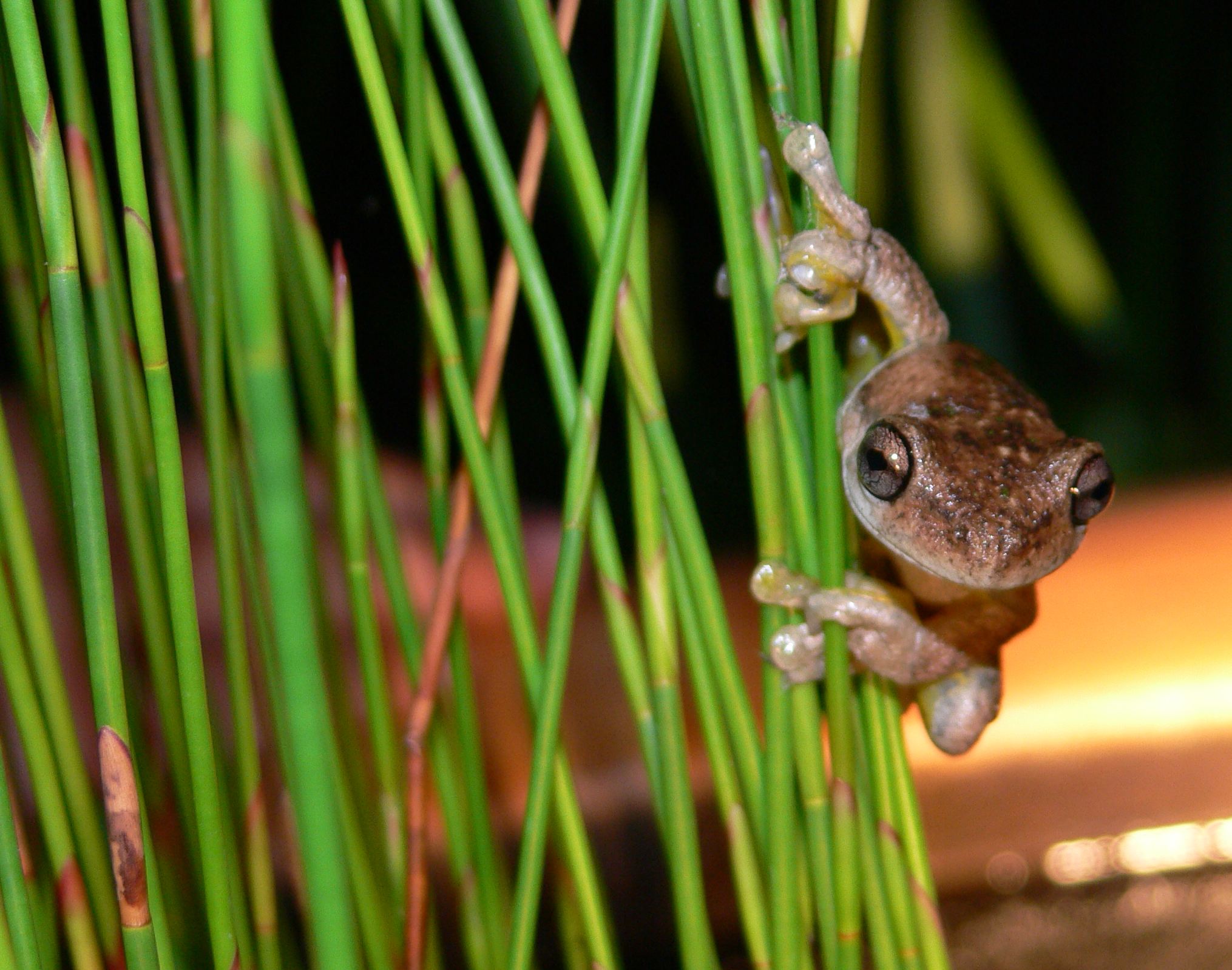 Attract wildlife to your garden