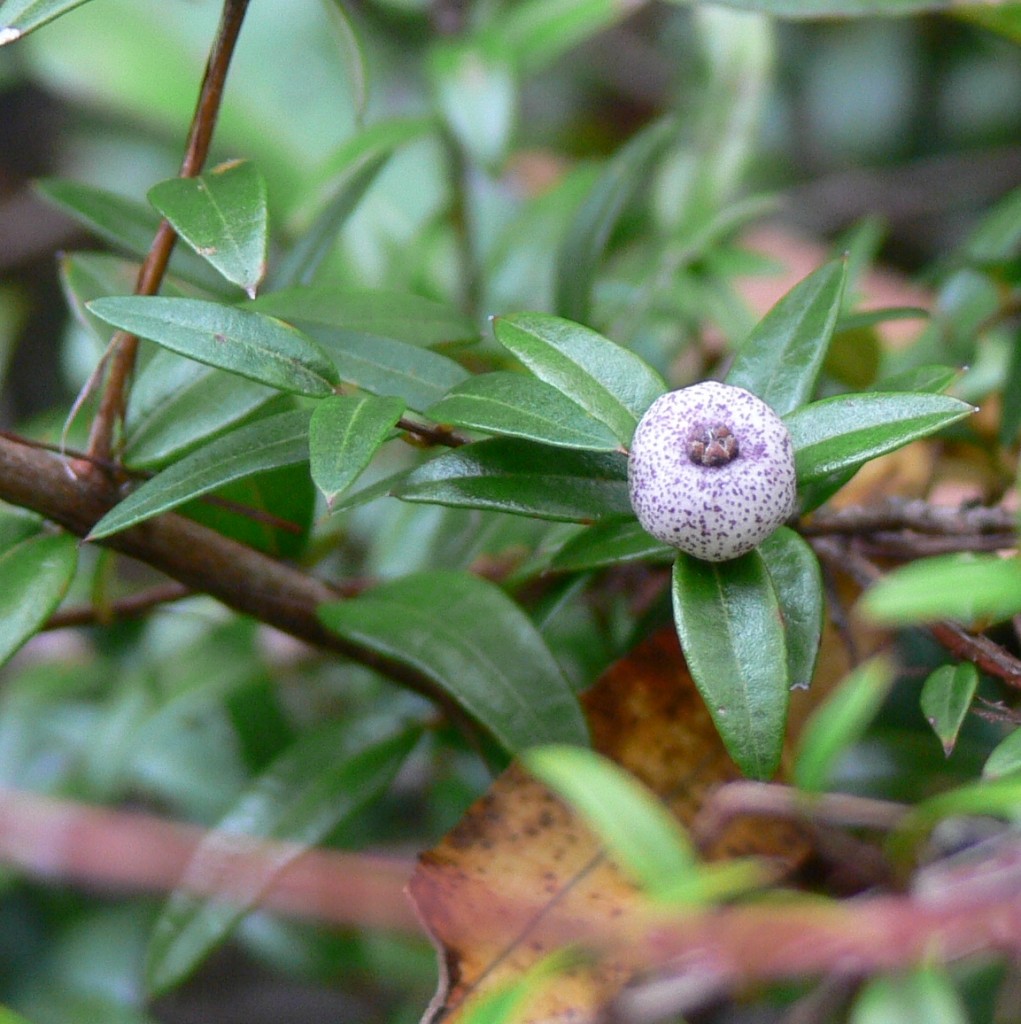 Austromyrtus dulcis fruit close up