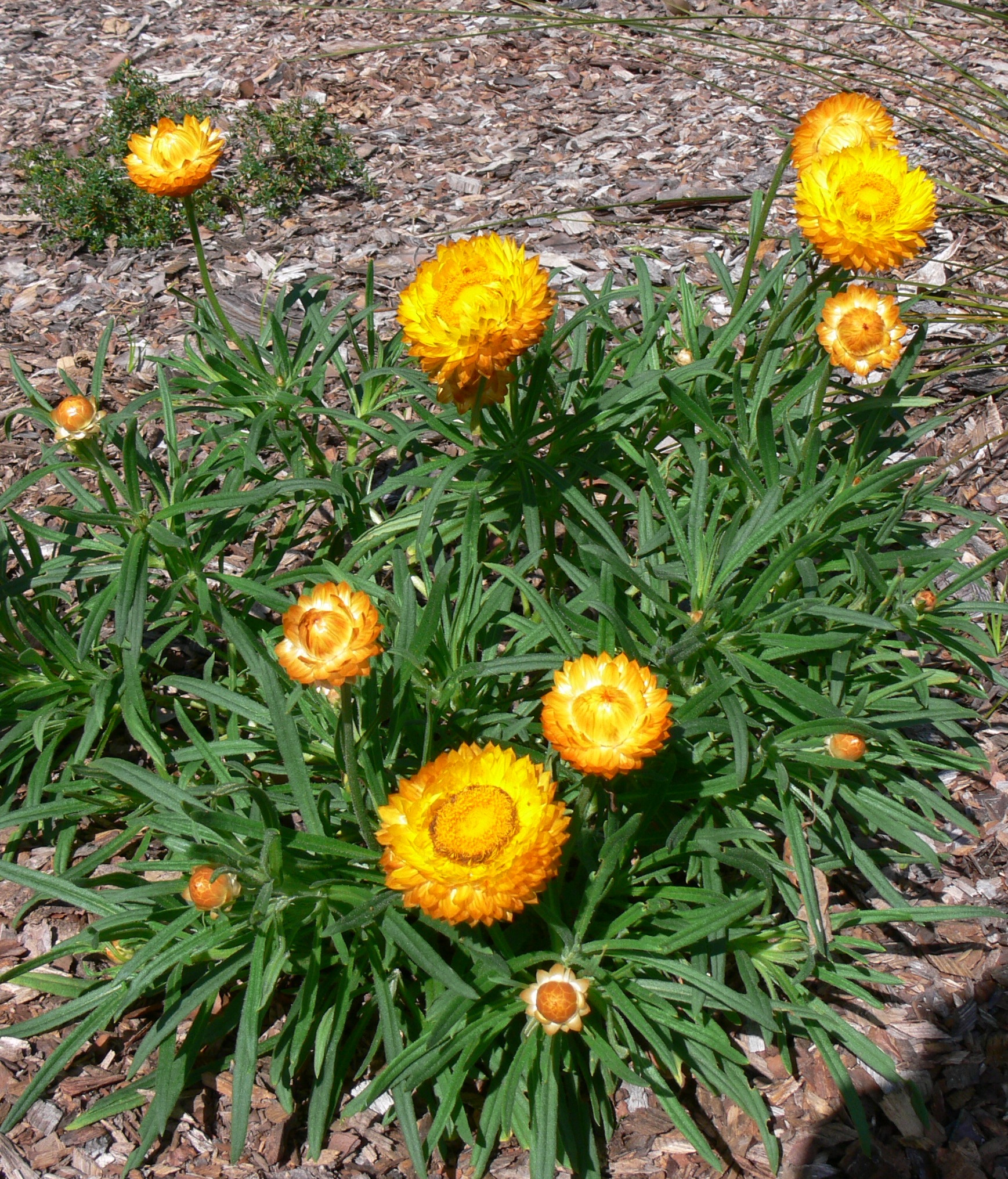 Bracteantha Golden Bronze