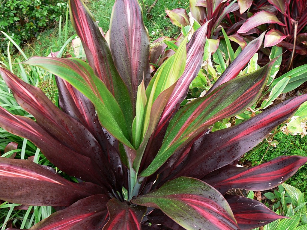 Cordyline 'Negra'