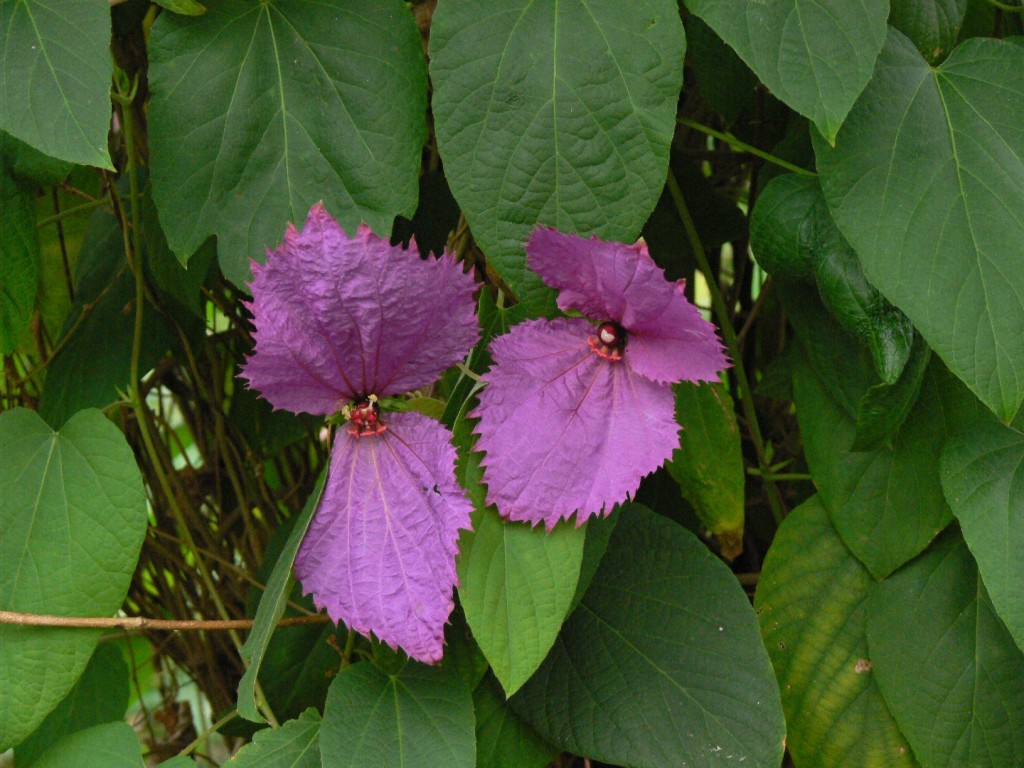 aristolochiifolia