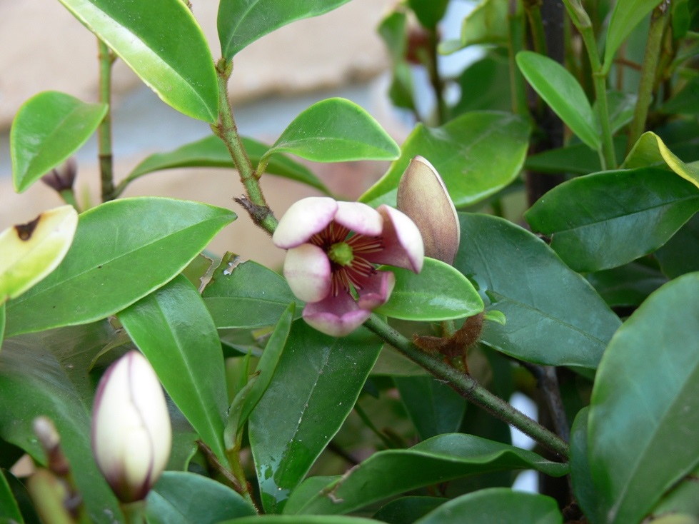 Michelia Figo in bloom