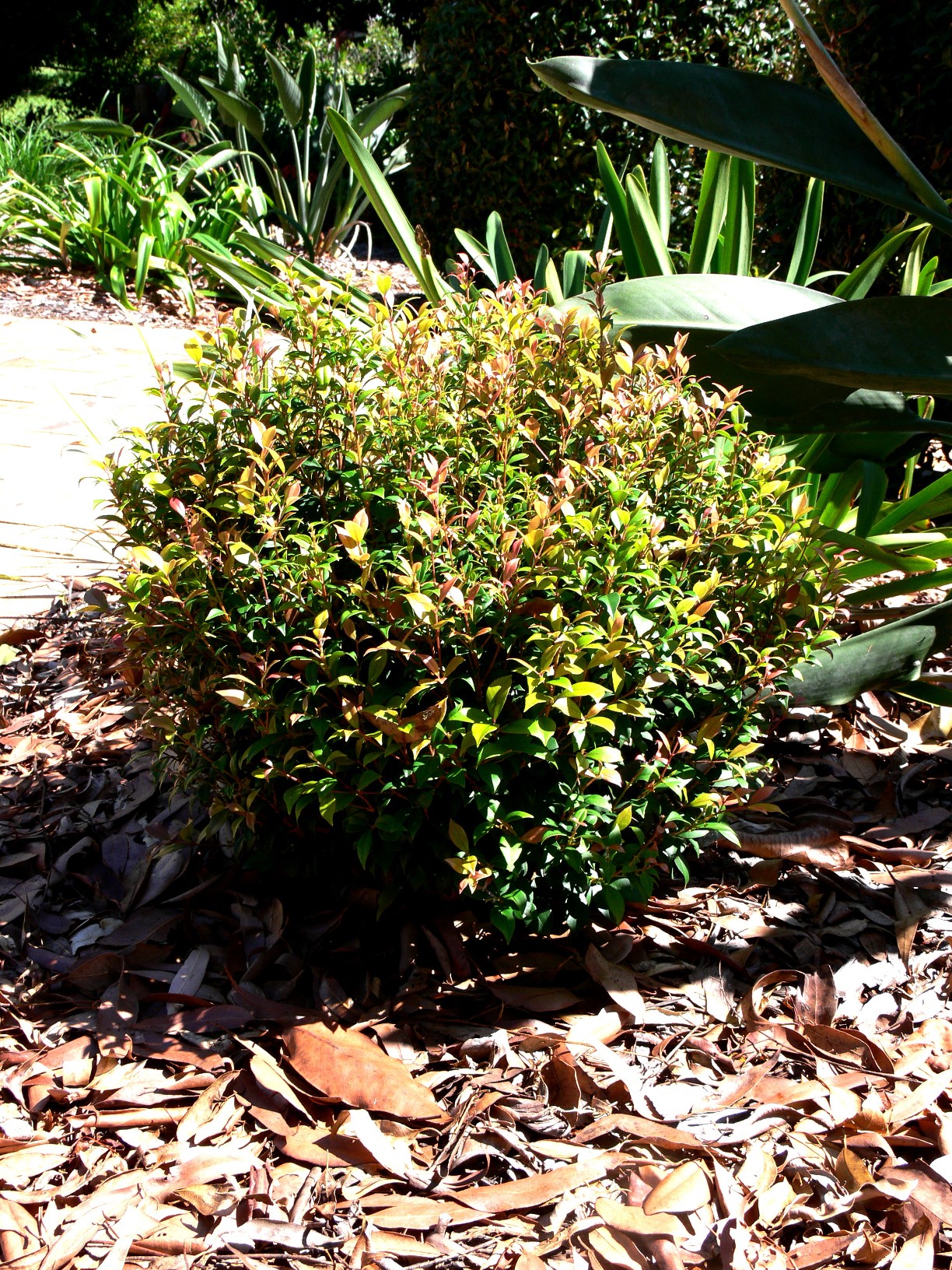 Cultivars When is a native not a native