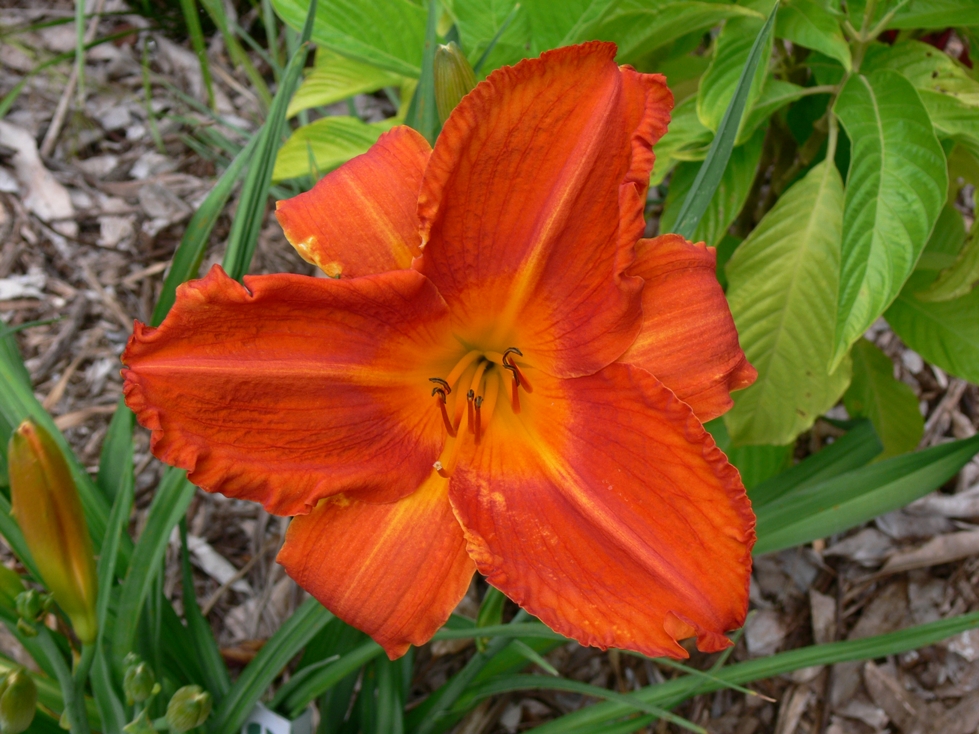 HemerocallisDaylily flower 2