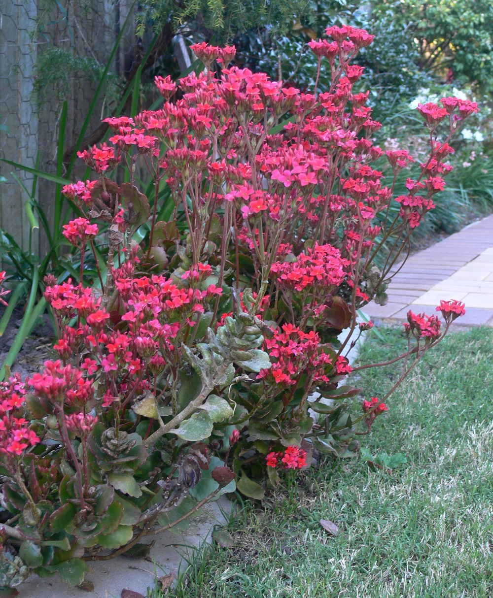 Kalanchoe blosfeldiana in full bloom