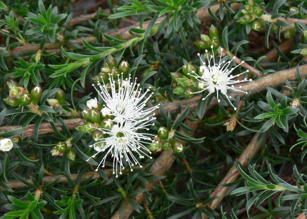Kunzea ambigua prostrate flower