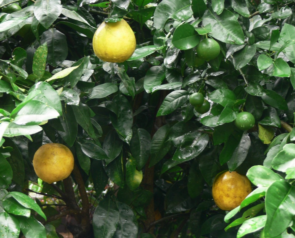 Productive Gardens Part 3 Fruiting Plants Amber Leaf Landscaping