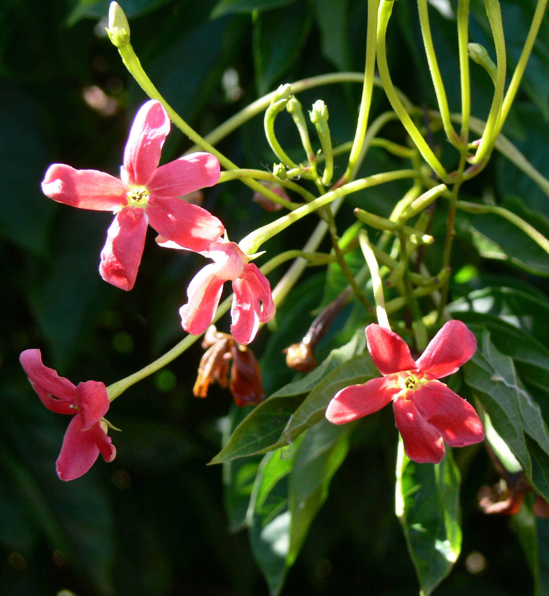 What Is Rangoon Creeper: Tips For Growing Quisqualis Rangoon Creeper