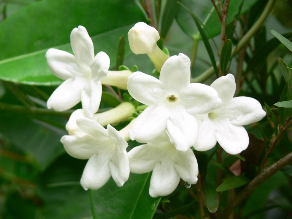 Scented plants in the garden