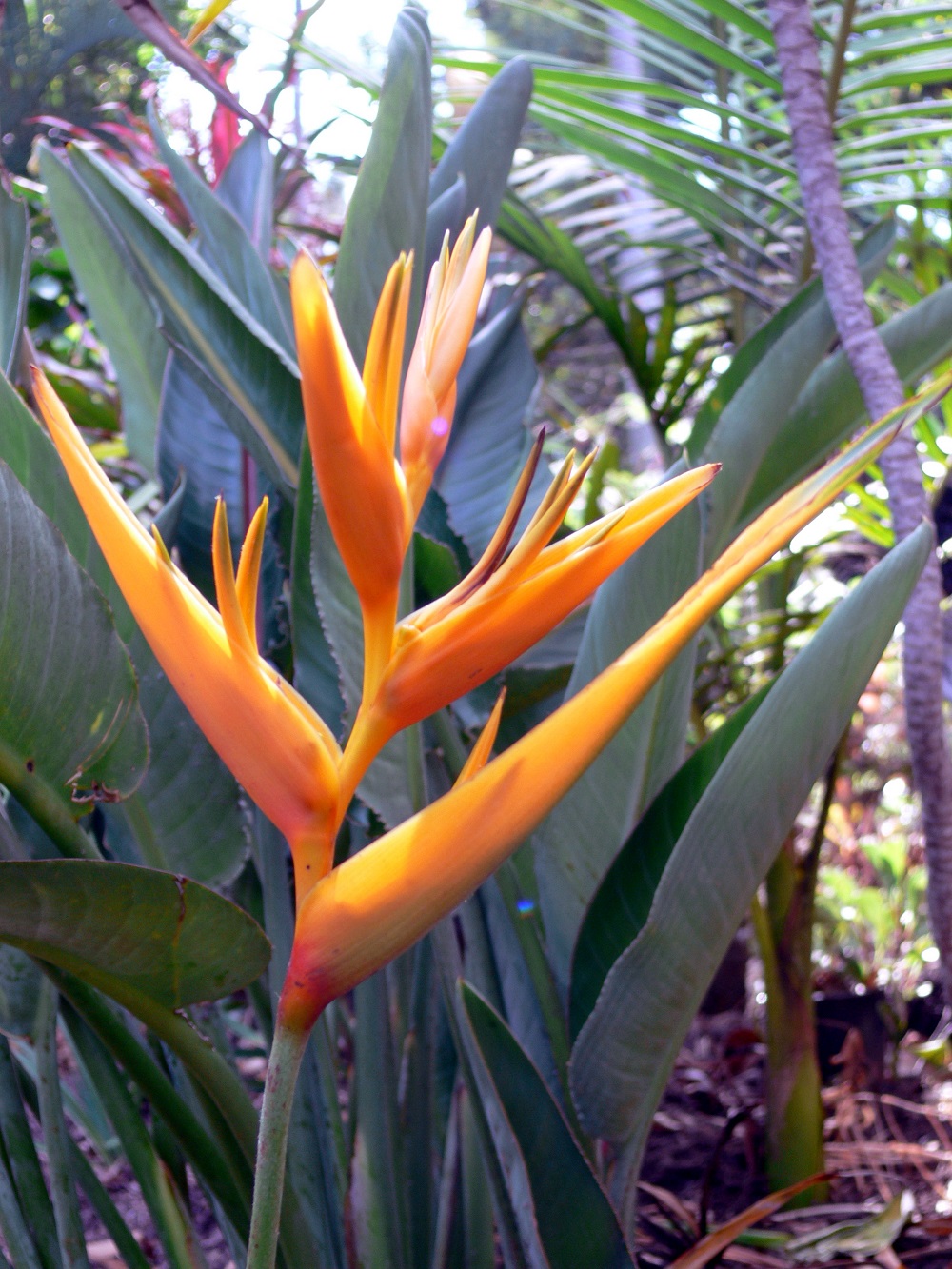 The robust Heliconia Golden Torch