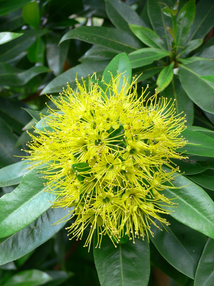 Xanthostemon chrysanthus