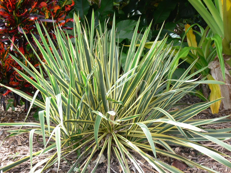 Yucca filamentosa 1