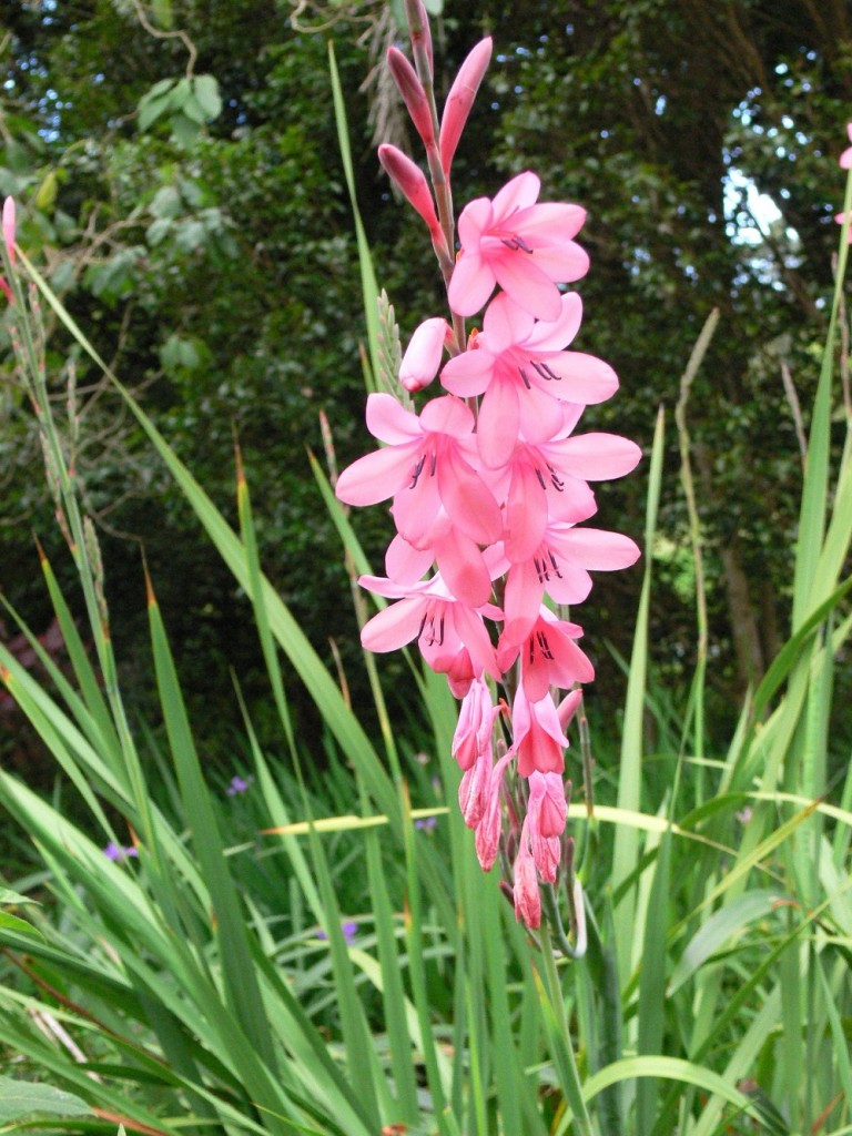 Watsonia pillansii