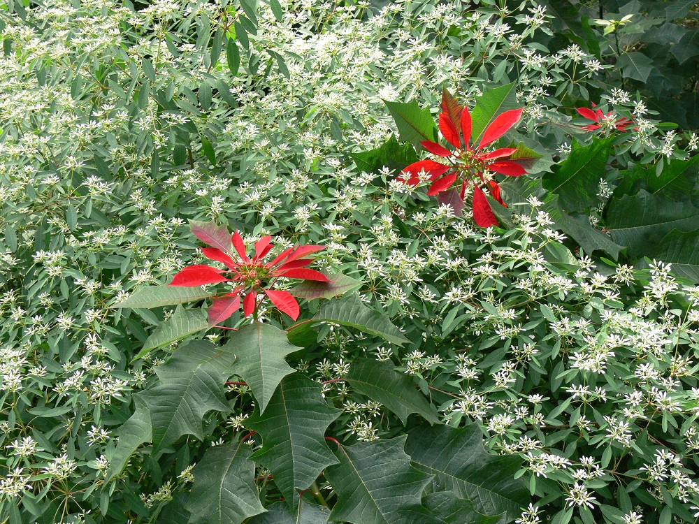 A beautiful display of Poinsettia and Snowflake - Copy